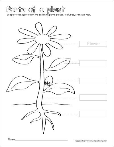 Label and color the parts of a plant a free printable first grade activity greenplant floweringplaâ parts of a flower parts of a plant flower coloring pages