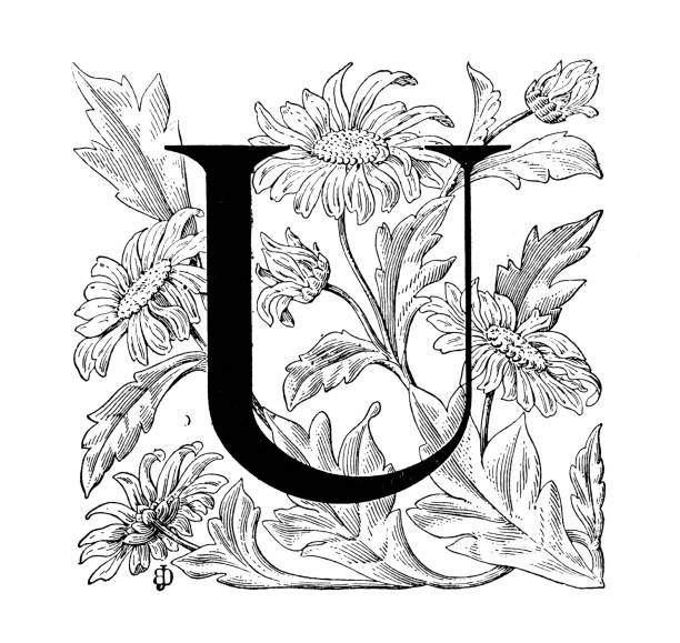 Flower letter u plant alphabet stock photos pictures royalty