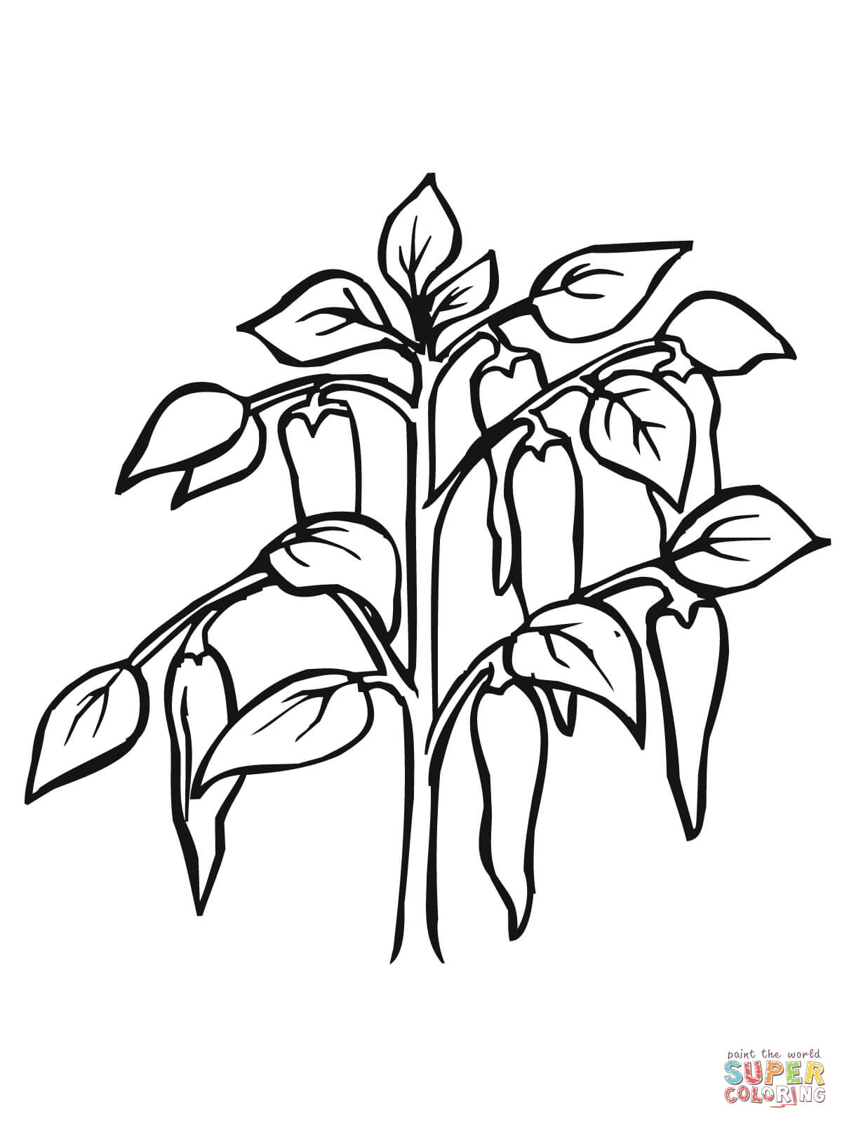 Chili pepper plant coloring page free printable coloring pages