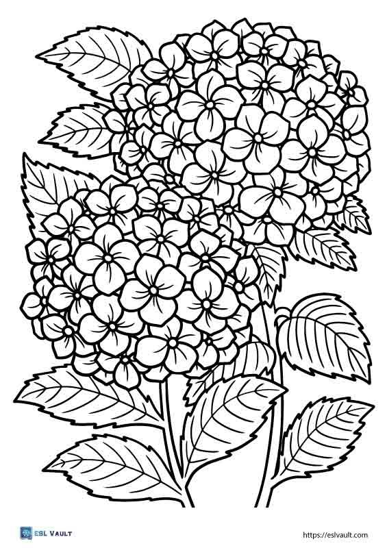 Free printable plant coloring pages