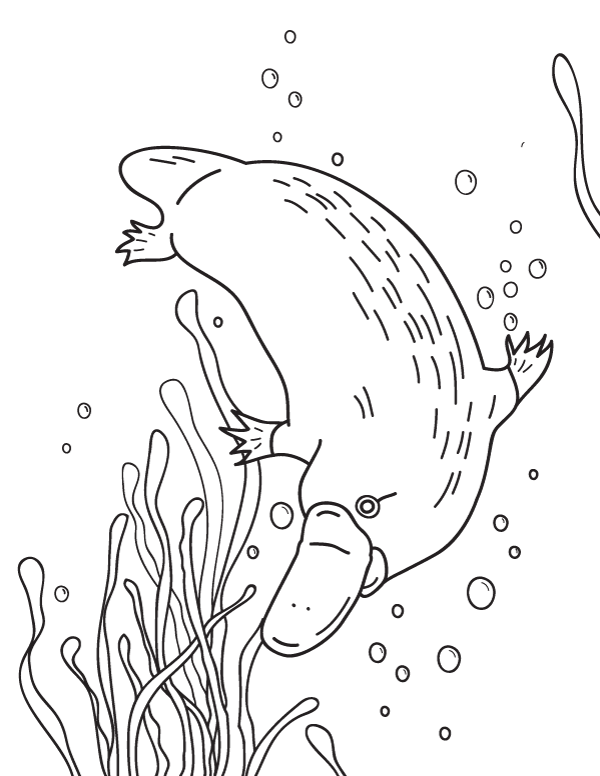 Printable duck billed platypus coloring page