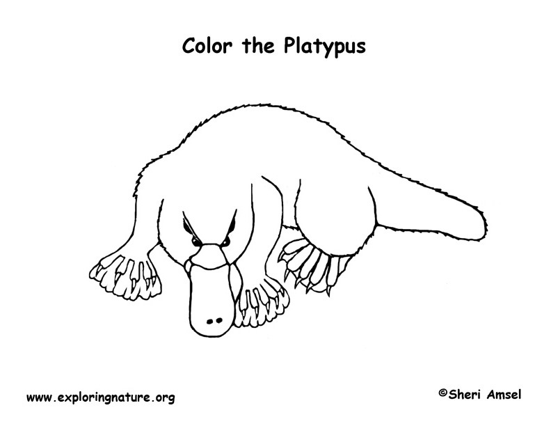 Platypus coloring page