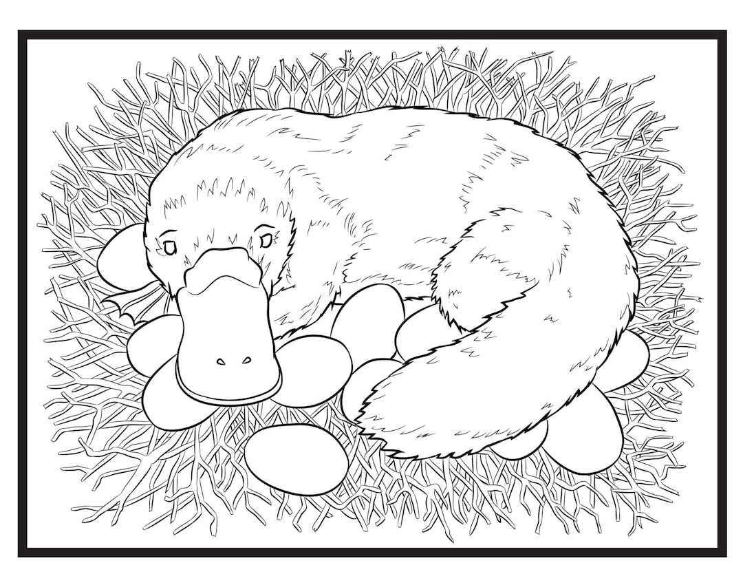 Platypus single coloring page