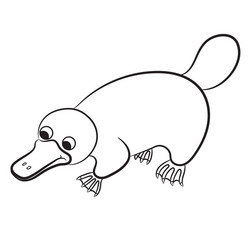 Platypus coloring book vector images