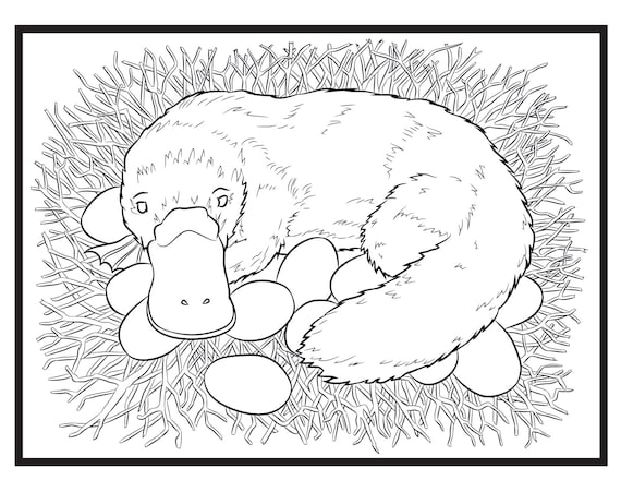 Platypus single coloring page instant download