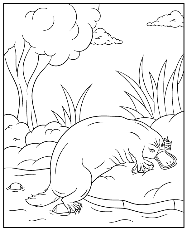 Print platypus coloring page