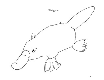 Platypus coloring page by mama draw it tpt