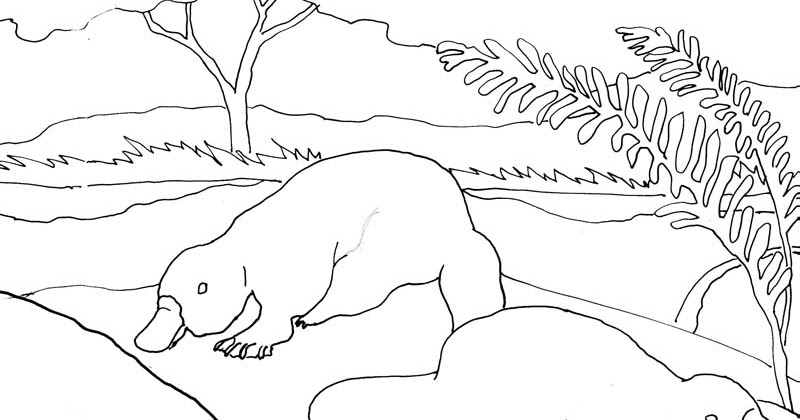 Caroline arnold art and books platypus coloring page