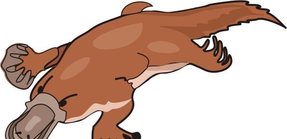 Platypus coloring pages for kids to color and print