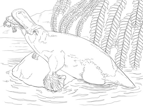 Platypus coloring page free printable coloring pages