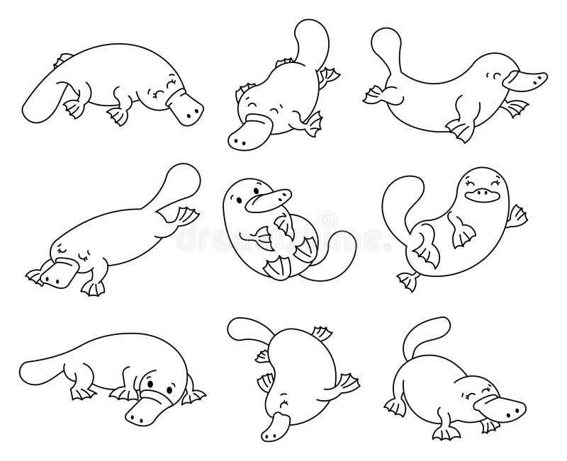 Platypus coloring stock illustrations â platypus coloring stock illustrations vectors clipart