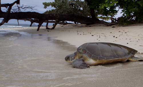 Information about sea turtles an introduction â sea turtle conservancy