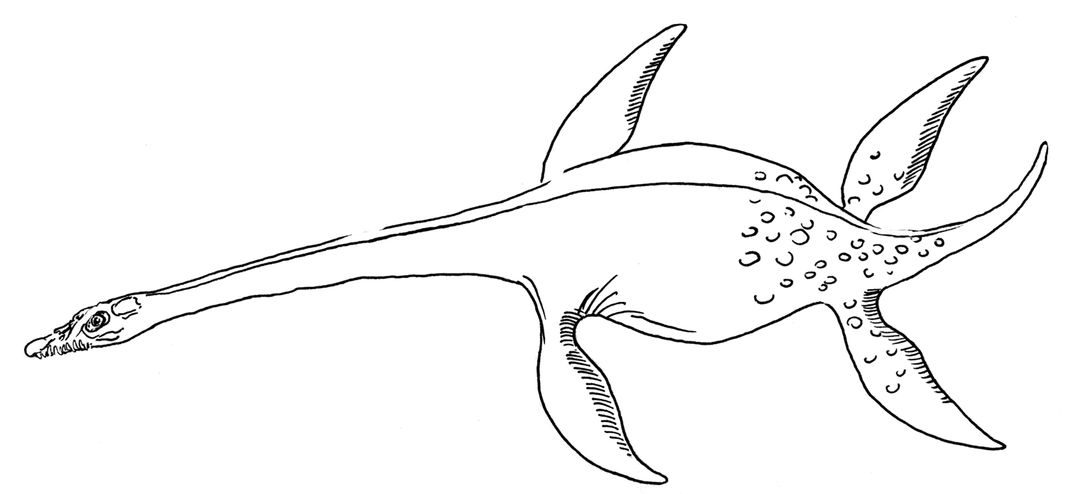 Plesiosaur fossil discovery hints at spanish elasmosaurid