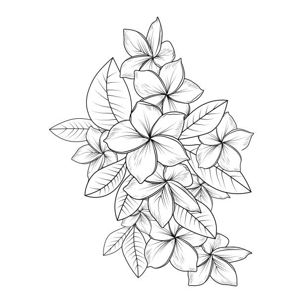 Cartoon of frangipani plumeria flower buds stock illustrations royalty