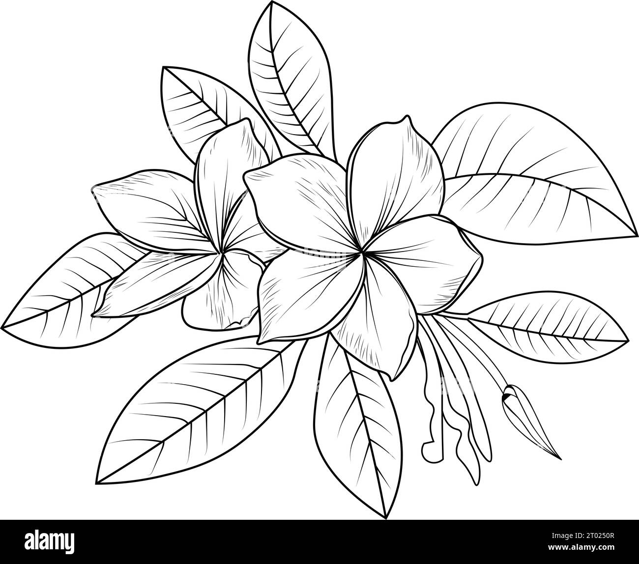 Outline plumeria cut out stock images pictures
