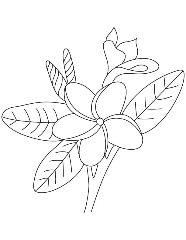 Frangipani flower colouing page download free frangipani flower colouing page for kids best coloring pages