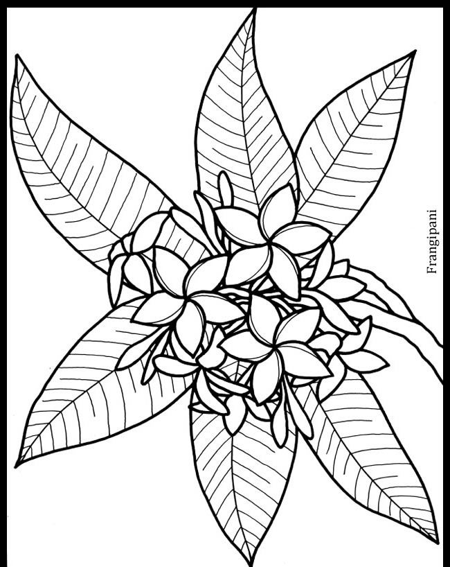 Wele to dover publications flower drawing tree drawing flower art drawing