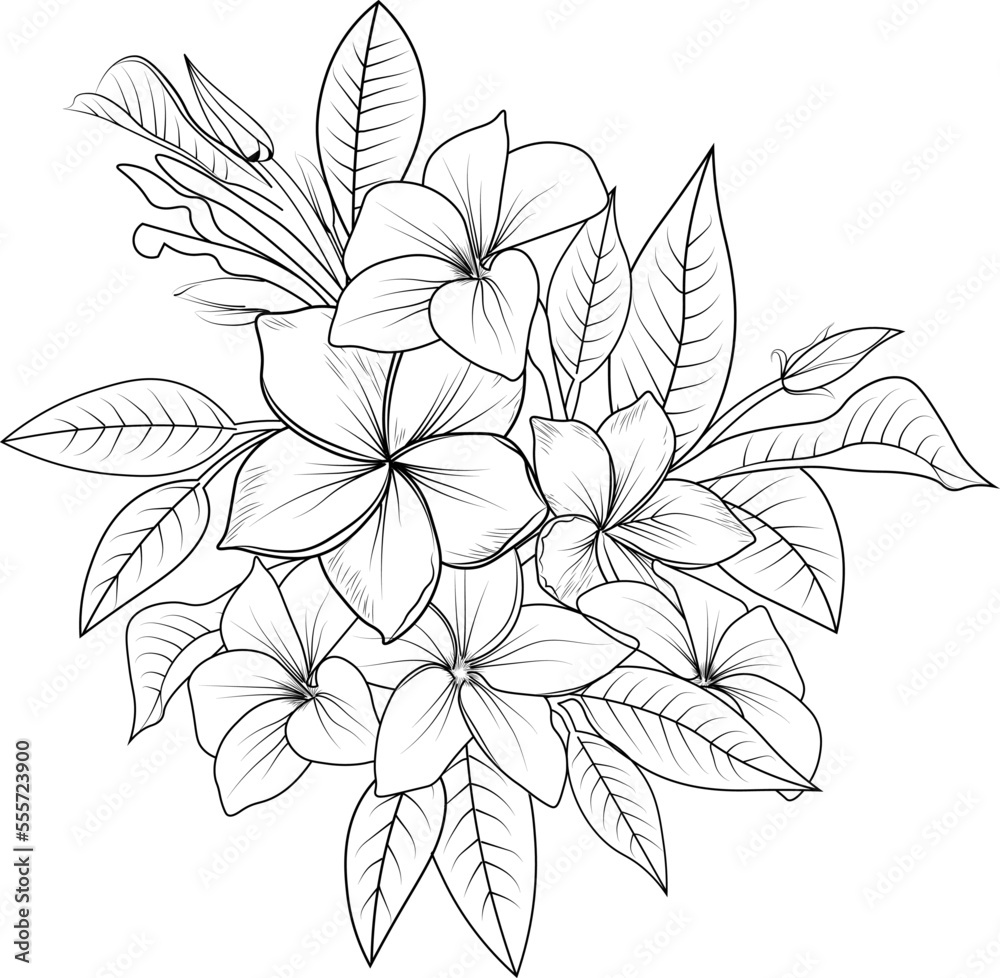 Frangipani flower vector art bouquet of frangipani flower hand drawn pencil sketch coloring page and book for adults isolated on white background floral element tattooing illustration ink art vector