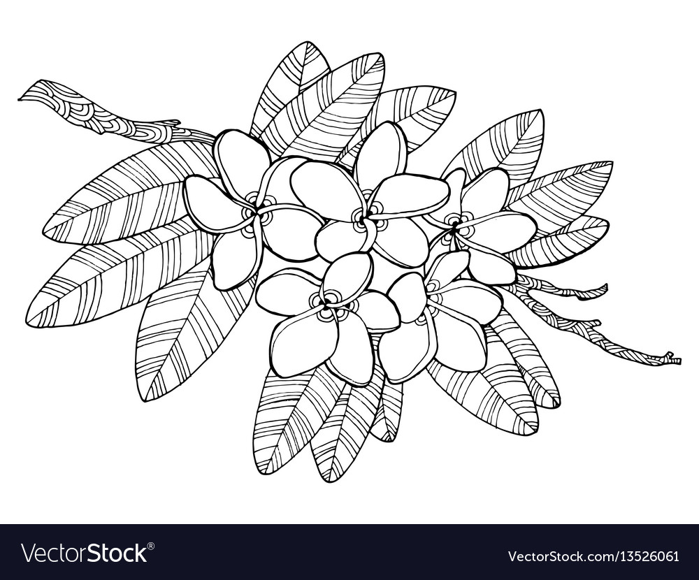 Plumeria flowers coloring book royalty free vector image