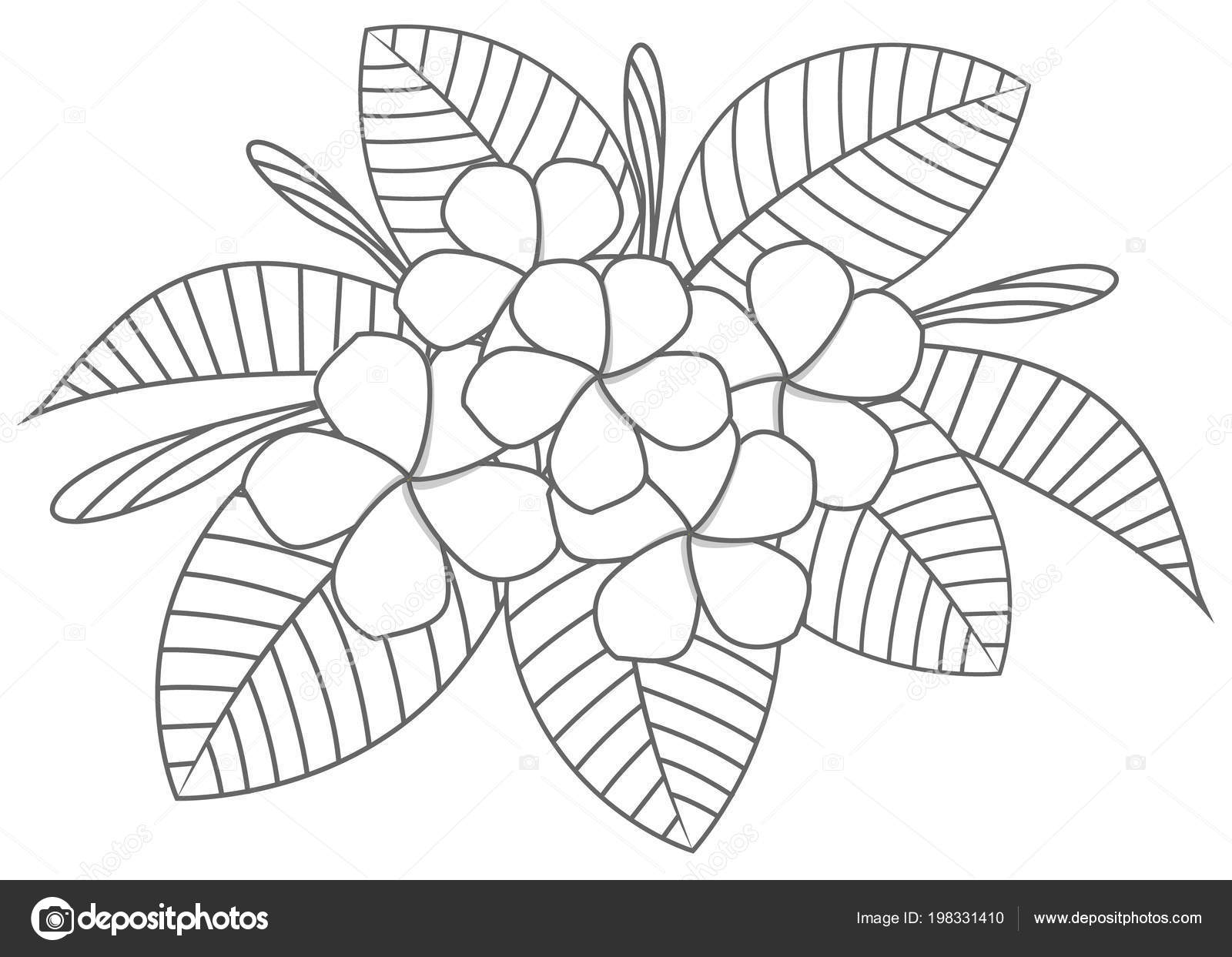Outline bouquet plumeria coloring stock vector by chartcameraman
