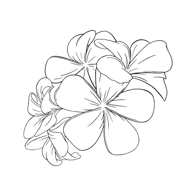 Premium vector frangipani or plumeria tropical blossom engraved hawaiian frangipani isolated in white background