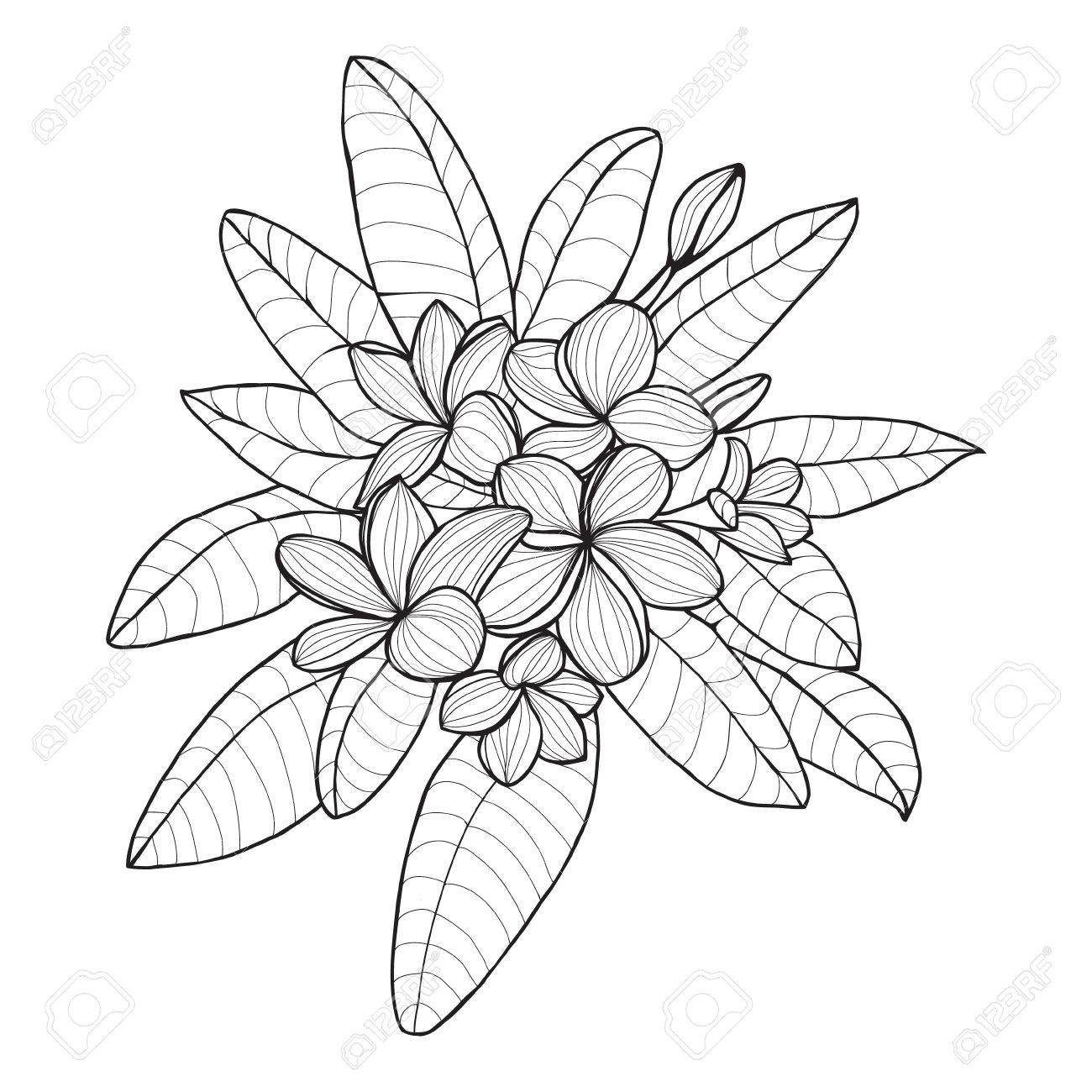 Bouquet with plumeria or frangipani flower on white background vector floral elements in contour style for coloring book or summer design royalty free svg cliparts vectors and stock illustration image