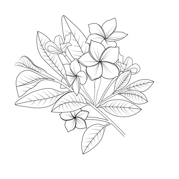 Cute flower coloring pages frangipani drawing frangipani drawing hand drawn botanical spring elements bouquet of plimuria line art coloring page easy flower drawing frangipani flower art frangipani flower drawing stock illustration