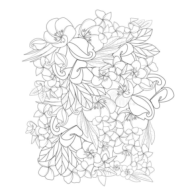 Plumeria flower line art sketch with outline stroke of doodle coloring page for print stock vector