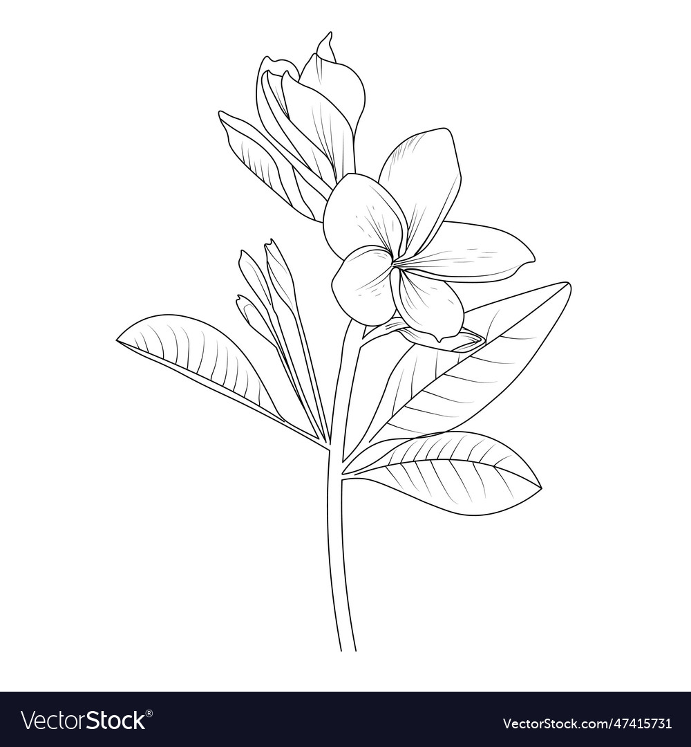 Easy yellow frangipani plumeria flower drawing vector image