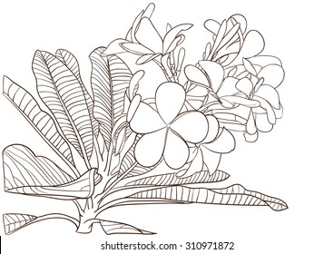 Plumeria drawing flower vector coloring stock
