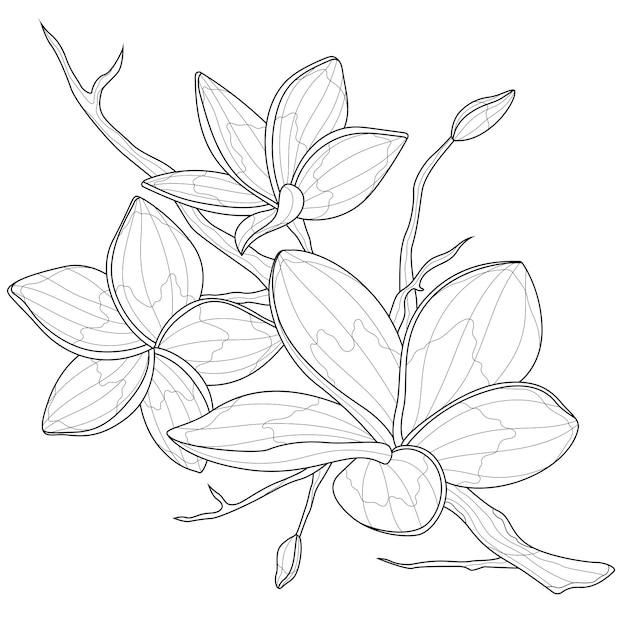Premium vector plumeria flowerscoloring book antistress for children and adults zen