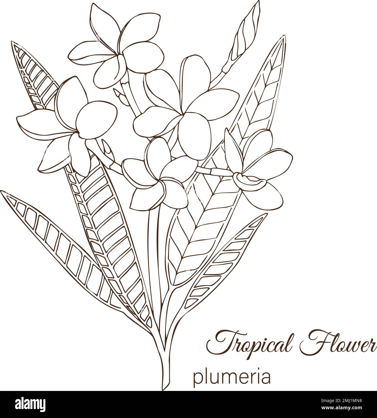 Outline plumeria cut out stock images pictures