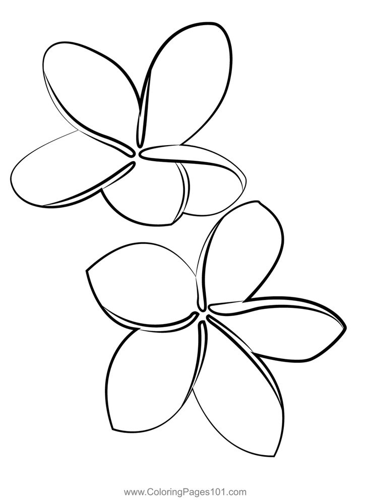 Frangipani flower coloring page flower coloring pages coloring pages printable coloring pages