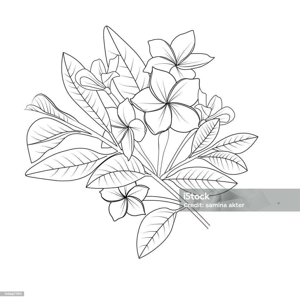 Cute flower coloring pages frangipani drawing frangipani drawing hand drawn botanical spring elements bouquet of plimuria line art coloring page easy flower drawing frangipani flower art frangipani flower drawing stock illustration