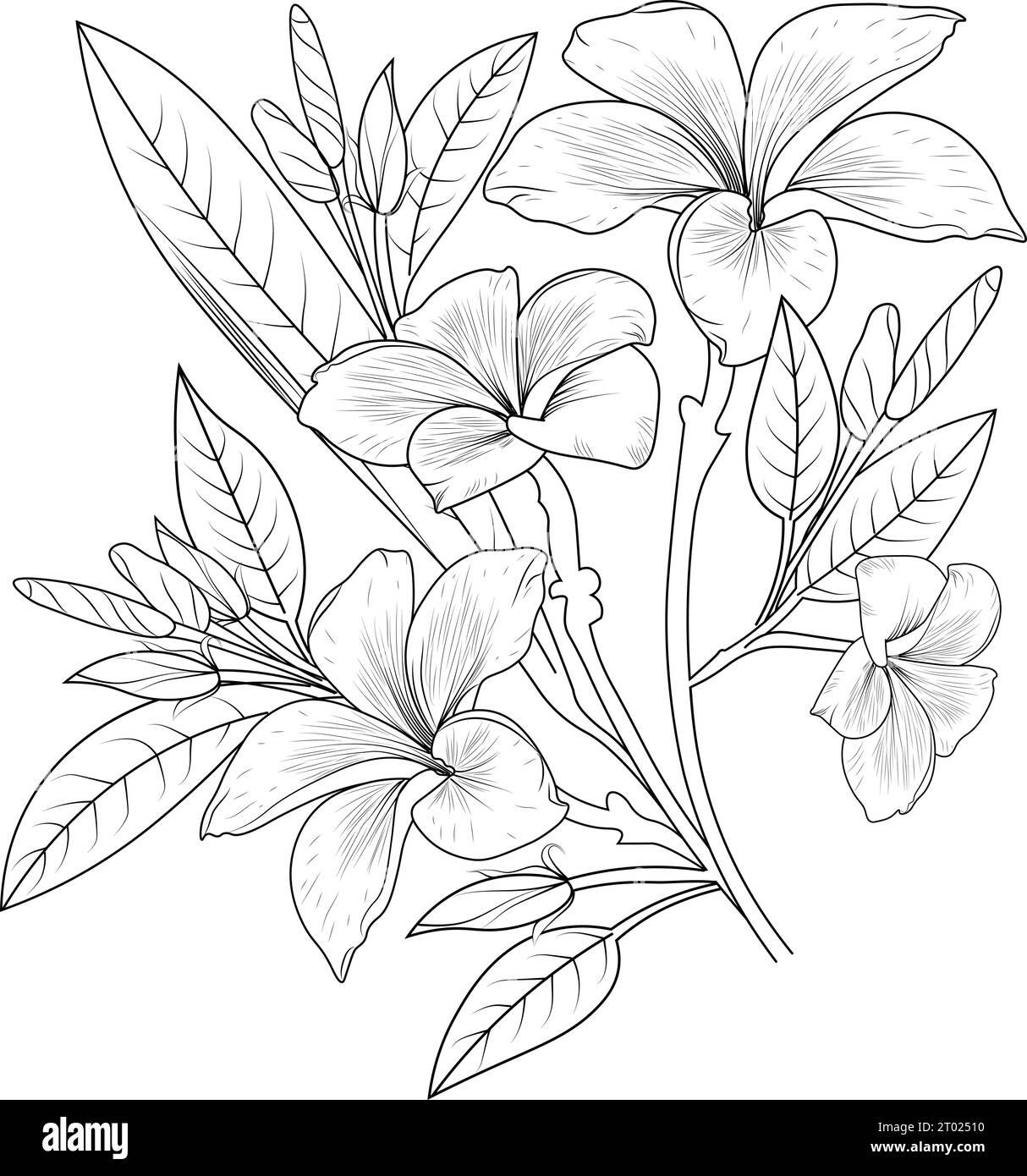 Outline plumeria cut out stock images pictures