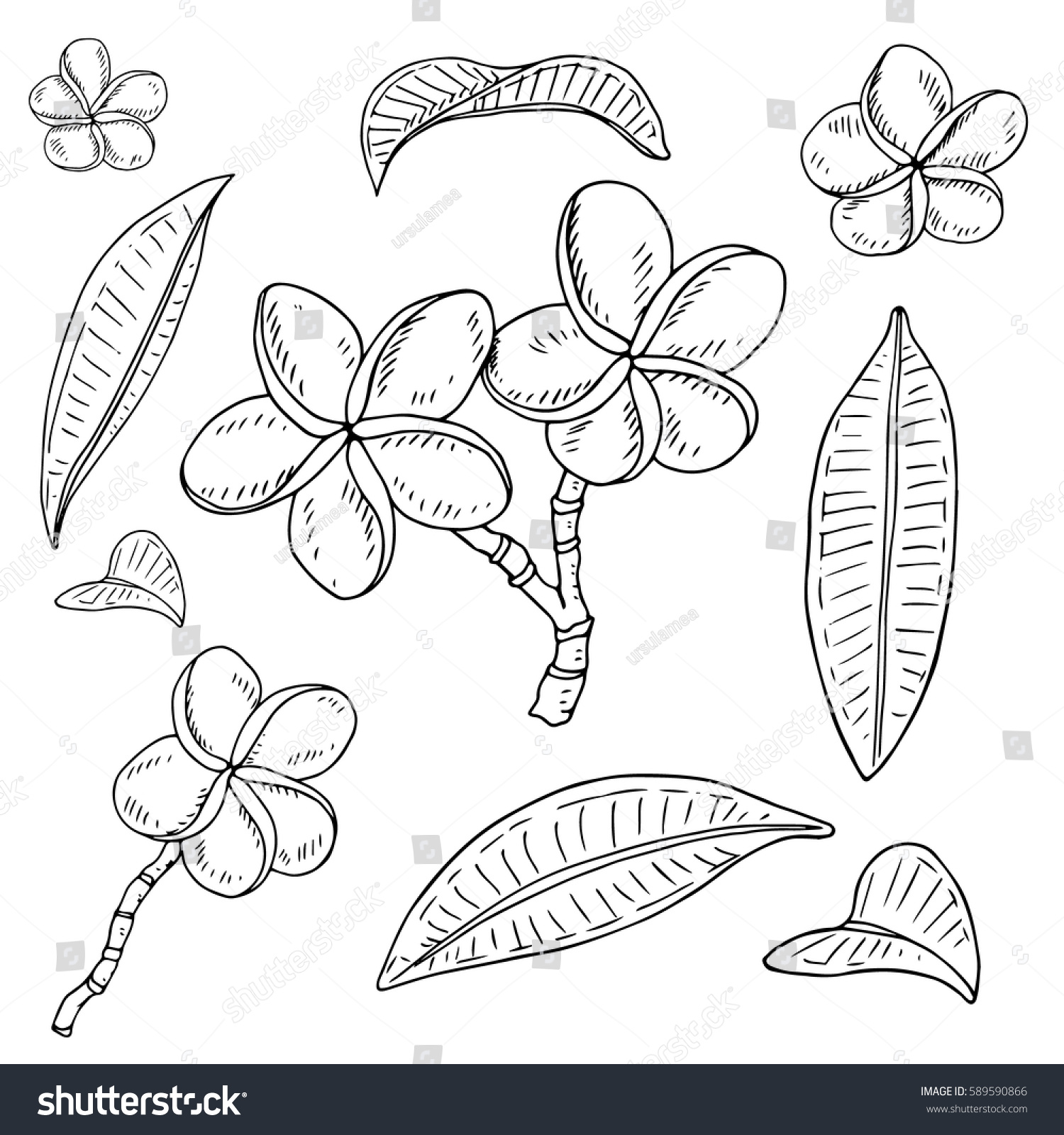 Vector hand drawn coloring page plumeria stock vector royalty free