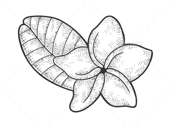 Plumeria flower sketch vector illustration vectors