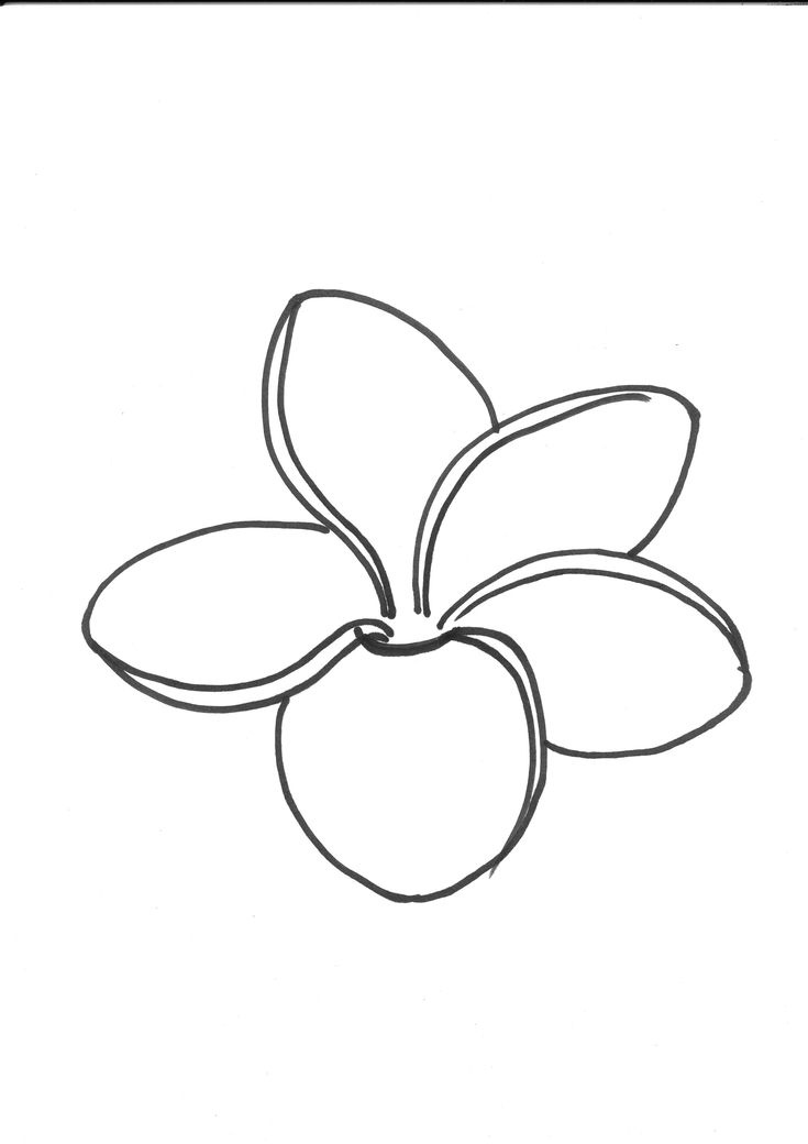 Flower line drawings flower drawing plumeria flower tattoos