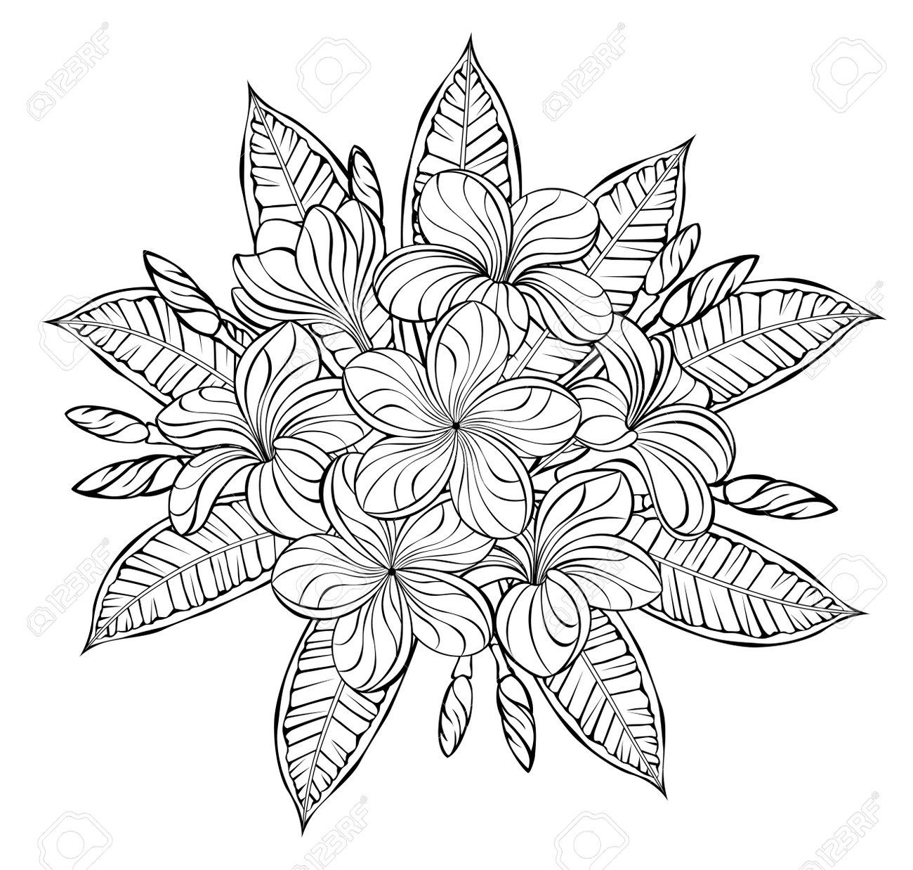 Inflorescence of blooming artistically drawn contoured detailed plumeria on white background coloring book royalty free svg cliparts vectors and stock illustration image