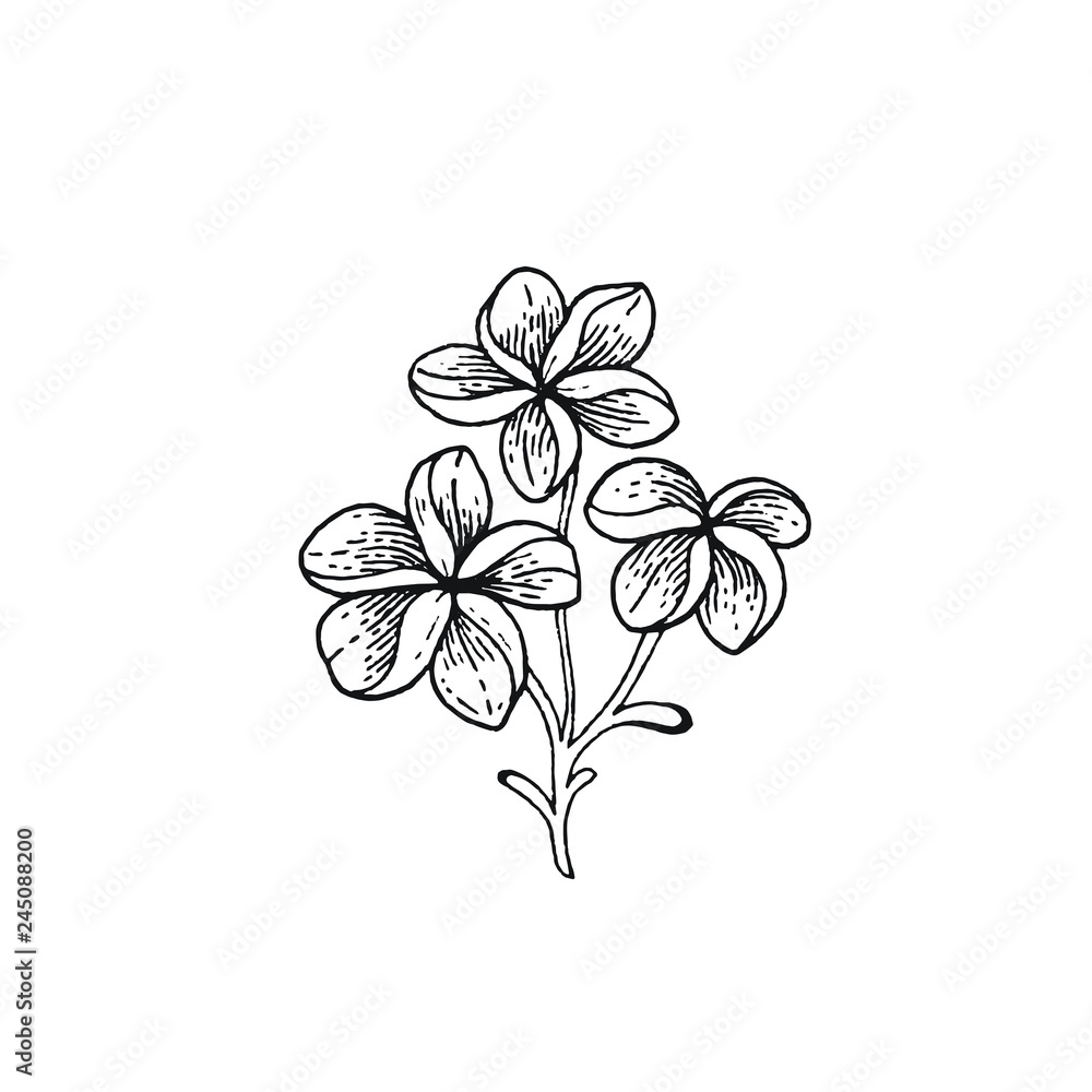Summer frangipani tropic flower exotic plumeria plant hand drawn vintage style doodle vector illustration isolated white trendy line art for coloring book t