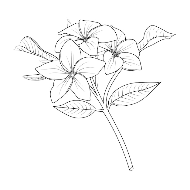 Premium vector frangipani flowers outline drawing hand drawn plumeria natural collection coloring book and page