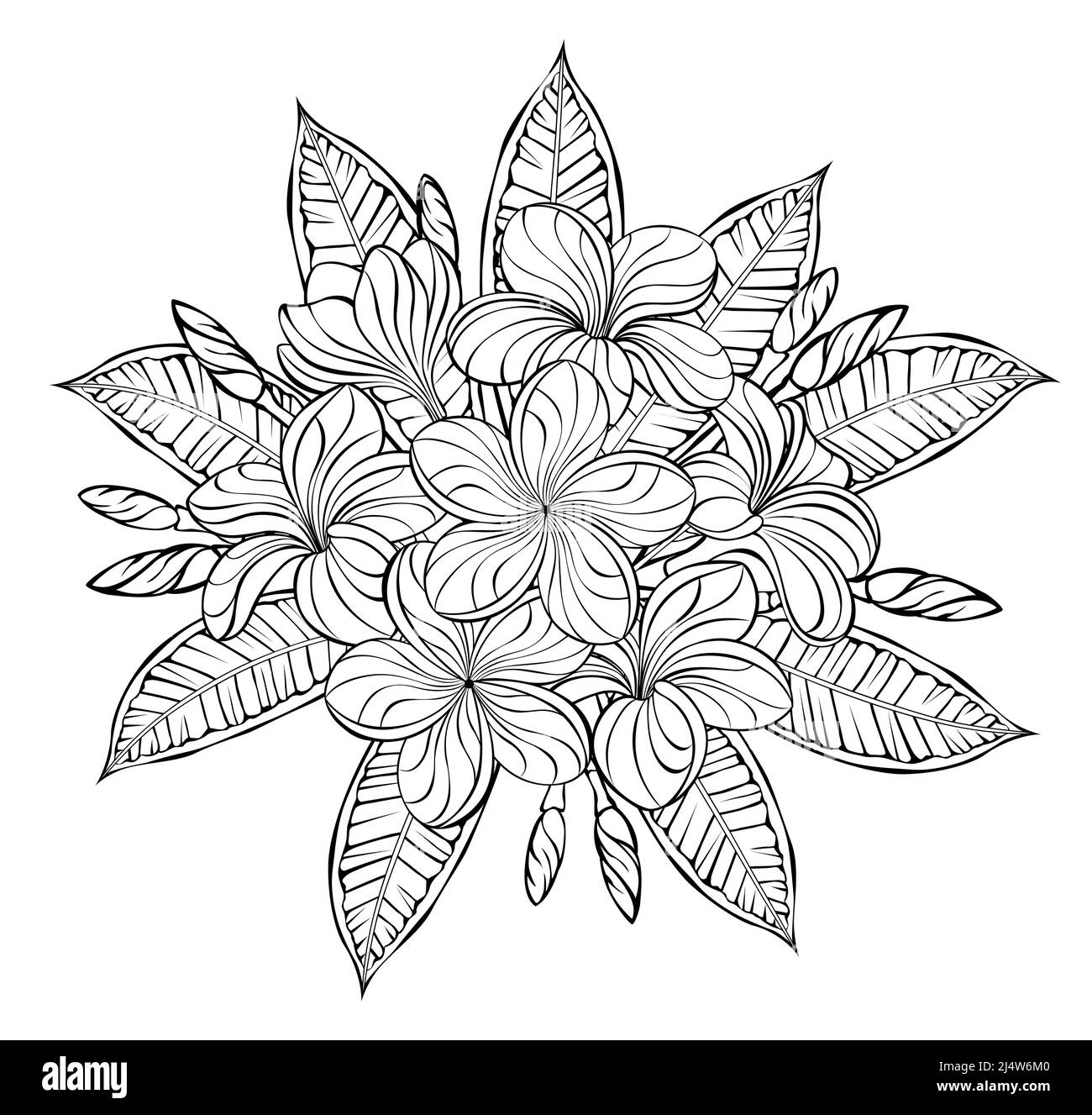 Inflorescence of blooming artistically drawn contoured detailed plumeria on white background coloring book stock vector image art
