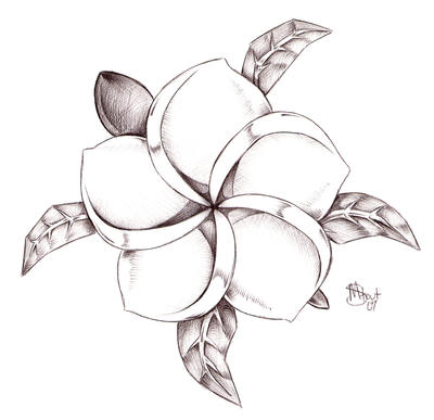 Kois plumeria turtle by mistyz on