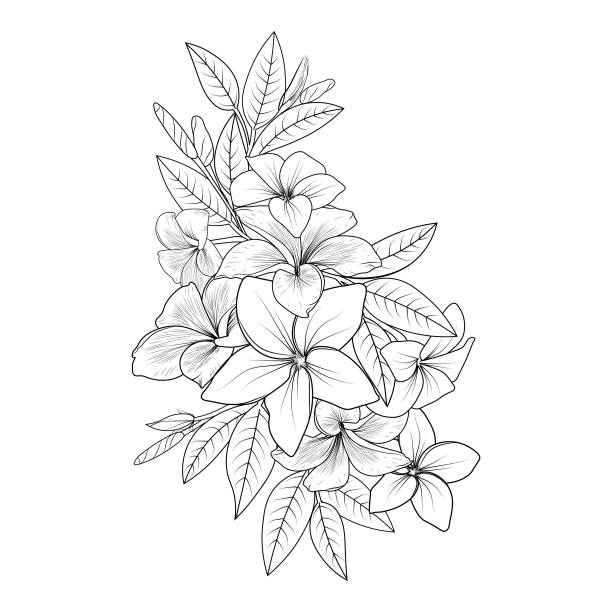 Frangipani flower bouquet zen doodle art flowers colorings page and books a sketch of outline vector graphic hand drawn illustration plumeria cilipart frangipani flower drawing black and white plumeria flowers isolated on