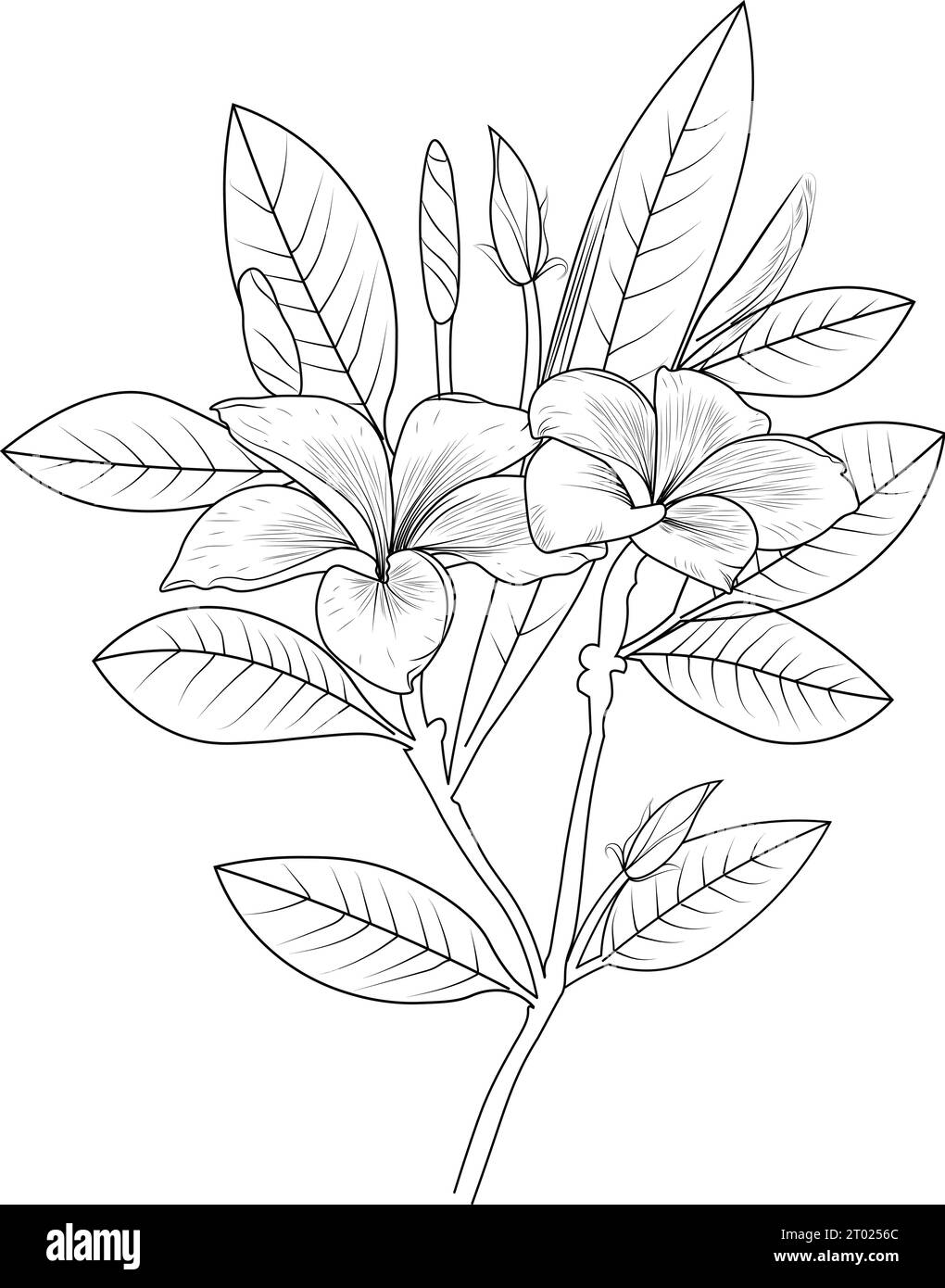 Hand drawn primula pencil sketch frangipani coloring page and book for adults isolated on white background floral element tattooing stock vector image art