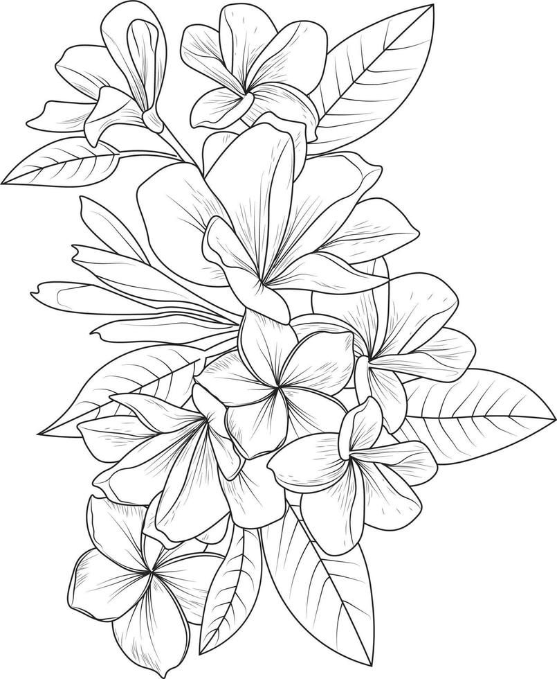 Frangipani flower drawing vector illustration bouquet of plumeria flowers hand