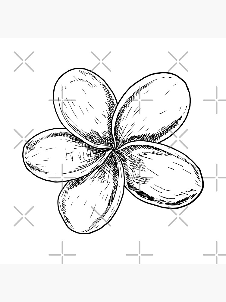 Plumeria flower photographic print for sale by alekxemko