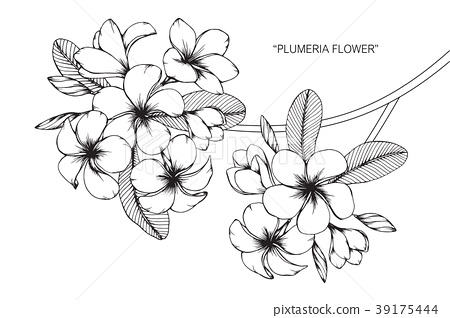 Plumeria flower drawing illustration