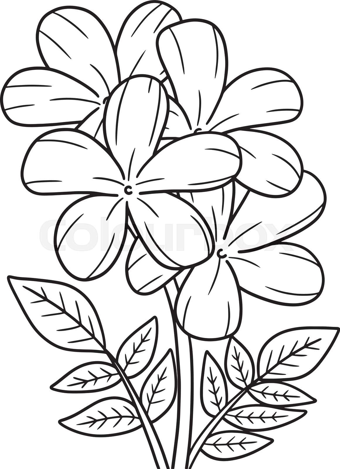 Jasmine flower coloring page for adults stock vector