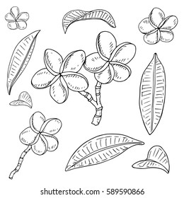 Vector hand drawn coloring page plumeria stock vector royalty free